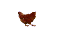 un gif d'une poule qui tourne en rond
